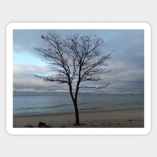 A tree on the beach Sticker